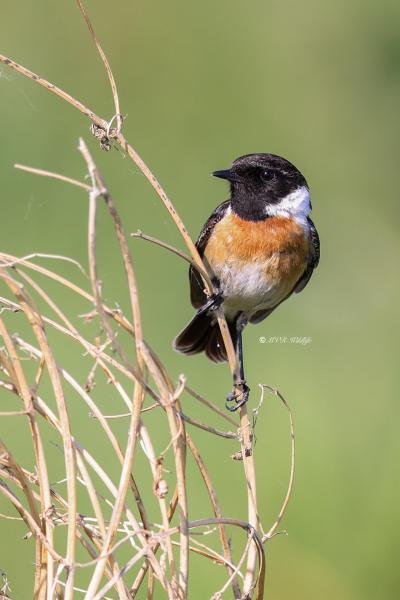 BR8A7033-Roodborsttapuit-European-Stonechat-Schwarzkehlchen-Traquet-Patre-Tarabilla-Comun_1