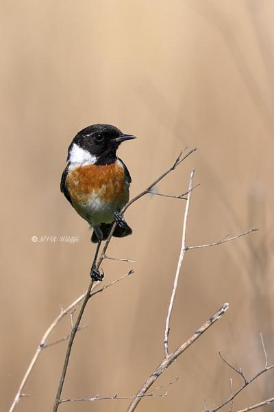 BR8A7137-Roodborsttapuit-European-Stonechat-Schwarzkehlchen-Traquet-Patre-Tarabilla-Comun_1