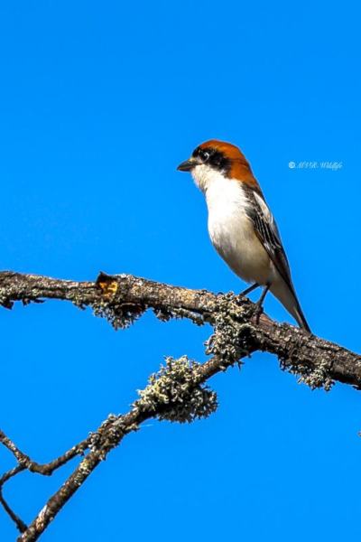 BR8A3394-Roodkopklauwier-Woodchat-Shrike-Rotkopfwurger-Pie-grieche-a-Tete-Rousse-Alcaudon-Comun_1