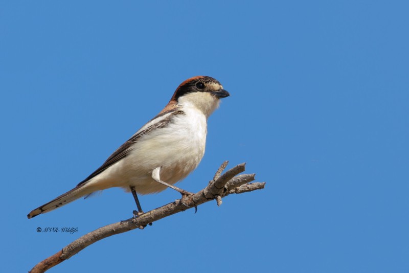 BR8A6263-Roodkopklauwier-Woodchat-Shrike-Rotkopfwurger-Pie-grieche-a-Tete-Rousse-Alcaudon-Comun_1
