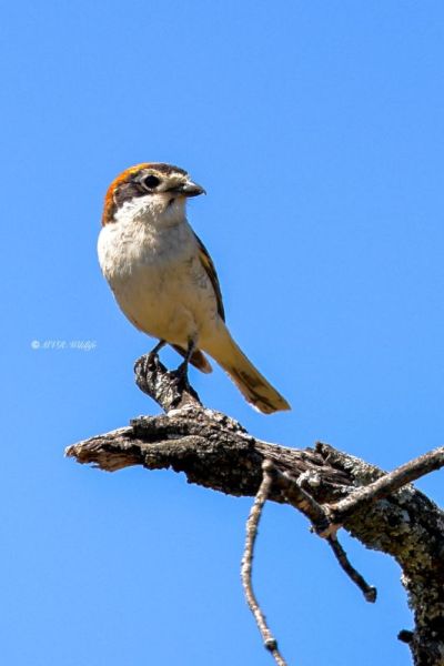 BR8A9721-Roodkopklauwier-Woodchat-Shrike-Rotkopfwurger-Pie-grieche-a-Tete-Rousse-Alcaudon-Comun_1