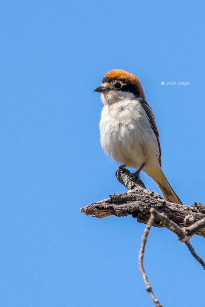 BR8A9766-Roodkopklauwier-Woodchat-Shrike-Rotkopfwurger-Pie-grieche-a-Tete-Rousse-Alcaudon-Comun_1