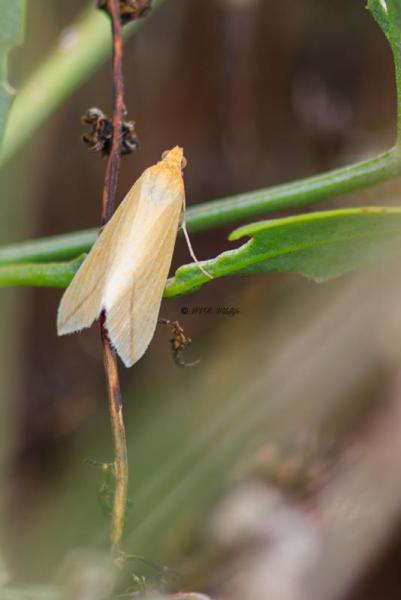 B65A5534-Roodstreepspanner-Rhodometra-sacraria-Vestal-Rotgestreifter-Wanderspanner-Phalene-sacree_1