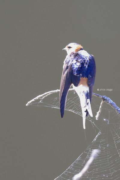 BR8A9496-Roodstuitzwaluw-Red-rumped-Swallow-Rotelschwalbe-Hirondelle-Rousseline-Golondrina-Daurica_1