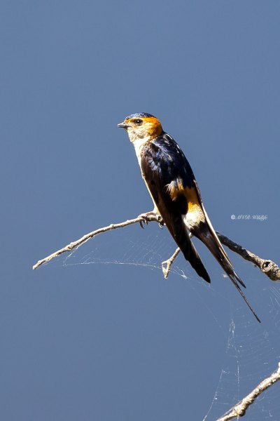 BR8A9562-Roodstuitzwaluw-Red-rumped-Swallow-Rotelschwalbe-Hirondelle-Rousseline-Golondrina-Daurica_1