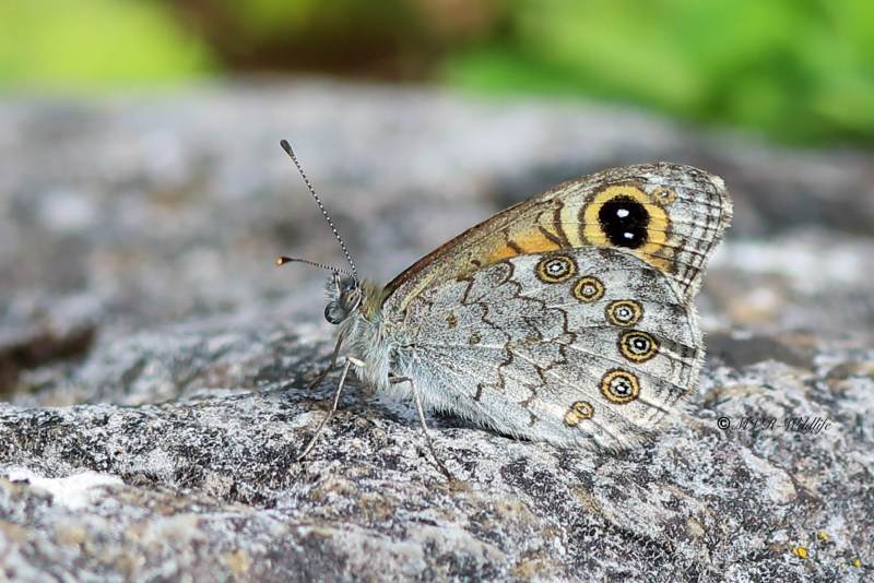 B65A3536-Rotsvlinder-Lasiommata-maera-Large-Wall-Brown-Braunauge-Le-Nemusian-LAriane_1