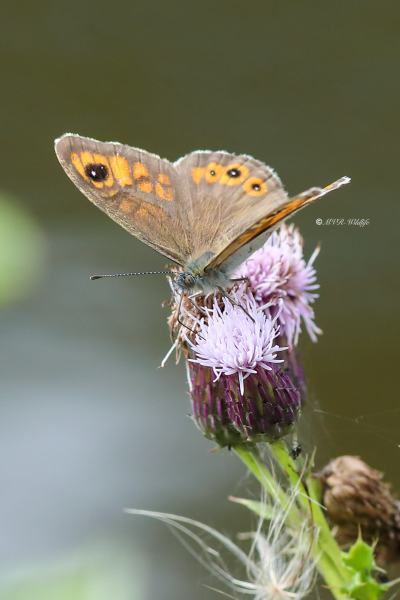 B65A3564-Rotsvlinder-Lasiommata-maera-Large-Wall-Brown-Braunauge-Le-Nemusian-LAriane_1