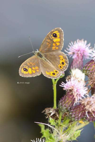 B65A3608-Rotsvlinder-Lasiommata-maera-Large-Wall-Brown-Braunauge-Le-Nemusian-LAriane_1