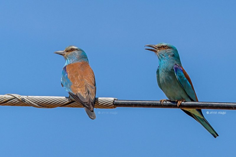 1_BR8A2391-Scharrelaar-Coracias-garrulus-European-Roller-Blauracke-Rollier-dEurope-Carraca-Comun
