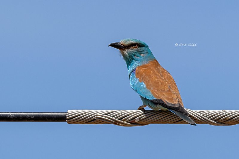 BR8A2377-Scharrelaar-Coracias-garrulus-European-Roller-Blauracke-Rollier-dEurope-Carraca-Comun_1