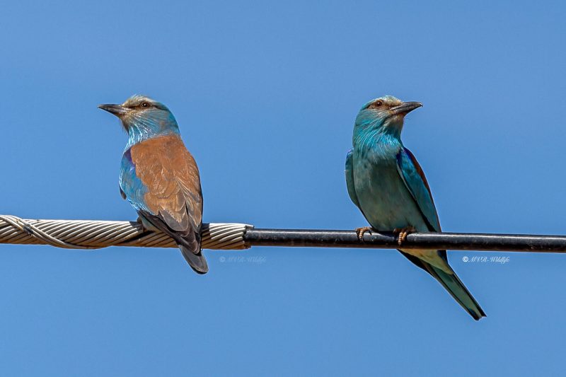 BR8A2404-Scharrelaar-Coracias-garrulus-European-Roller-Blauracke-Rollier-dEurope-Carraca-Comun_1