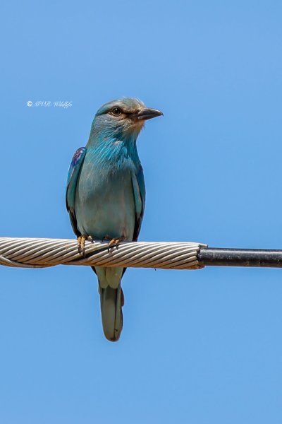 BR8A2427-Scharrelaar-Coracias-garrulus-European-Roller-Blauracke-Rollier-dEurope-Carraca-Comun_1