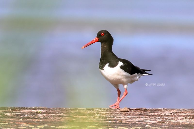 B65A0457-Scholekster-Eurasian-Oystercatcher-Austernfischer-Huitrier-pie-Ostrero-euroasiatico_1