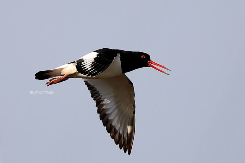 B65A1981-Scholekster-Eurasian-Oystercatcher-Austernfischer-Huitrier-pie-Ostrero-euroasiatico_1