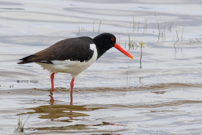 BR8A1078-Scholekster-Eurasian-Oystercatcher-Austernfischer-Huitrier-pie-Ostrero-euroasiatico_1