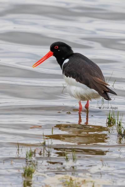 BR8A1095-Scholekster-Eurasian-Oystercatcher-Austernfischer-Huitrier-pie-Ostrero-euroasiatico_1