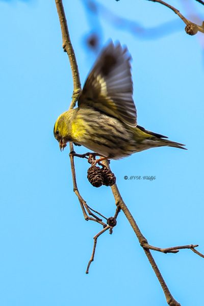 1_BR8A9573-Sijs-Spinus-spinus-Siskin-Erlenzeisig-Tarin-des-aulnes-Jilguero-lugano_1