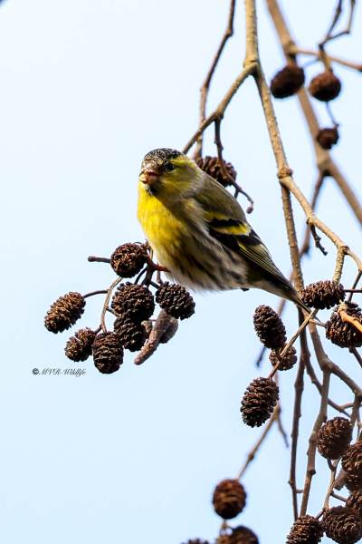 1_BR8A9589-Sijs-Spinus-spinus-Siskin-Erlenzeisig-Tarin-des-aulnes-Jilguero-lugano_1