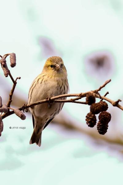 1_BR8A9687-Sijs-Spinus-spinus-Siskin-Erlenzeisig-Tarin-des-aulnes-Jilguero-lugano_1