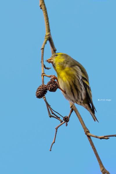 BR8A9575-Sijs-Spinus-spinus-Siskin-Erlenzeisig-Tarin-des-aulnes-Jilguero-lugano_1