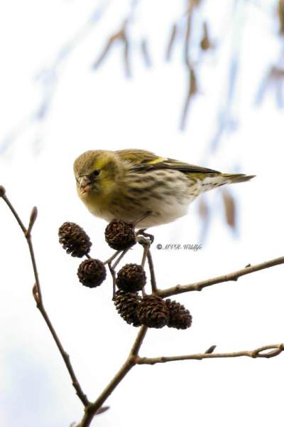 BR8A9620-Sijs-Spinus-spinus-Siskin-Erlenzeisig-Tarin-des-aulnes-Jilguero-lugano_1