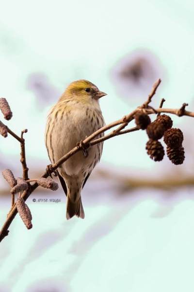 BR8A9685-Sijs-Spinus-spinus-Siskin-Erlenzeisig-Tarin-des-aulnes-Jilguero-lugano_1