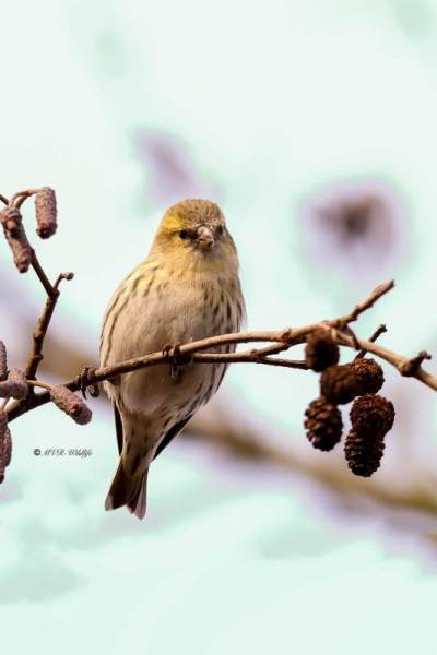 BR8A9687-Sijs-Spinus-spinus-Siskin-Erlenzeisig-Tarin-des-aulnes-Jilguero-lugano_1