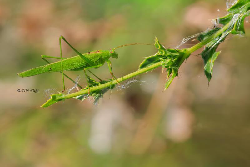 B65A0992-Sikkelsprinkhaan-Phaneroptera-falcata-Sickle-bearing-Bush-cricket-Gemeine-Sichelschrecke-Phaneroptere-commun-1_1