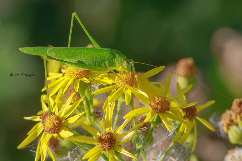 B65A1014-Sikkelsprinkhaan-Phaneroptera-falcata-Sickle-bearing-Bush-cricket-Gemeine-Sichelschrecke-Phaneroptere-commun-1_1
