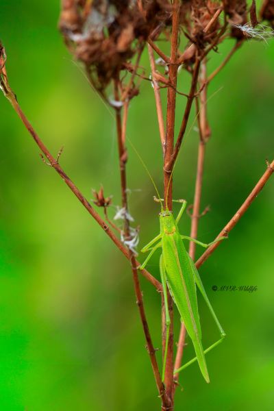 B65A7918-Sikkelsprinkhaan-Phaneroptera-falcata-Sickle-bearing-Bush-cricket-Gemeine-Sichelschrecke-Phaneroptere-commun-1_1