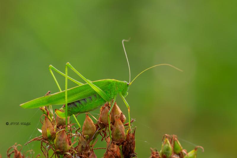 B65A7936-Sikkelsprinkhaan-Phaneroptera-falcata-Sickle-bearing-Bush-cricket-Gemeine-Sichelschrecke-Phaneroptere-commun-1_1