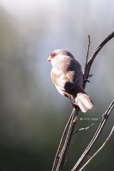 BR8A4022-Sint-Helenafazantje-Estrilda-astrild-Common-Waxbill-Wellenastrild-Bengali-a-bec-rouge-Estrilda-comun_1