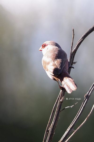 BR8A4022-Sint-Helenafazantje-Estrilda-astrild-Common-Waxbill-Wellenastrild-Bengali-a-bec-rouge-Estrilda-comun_1