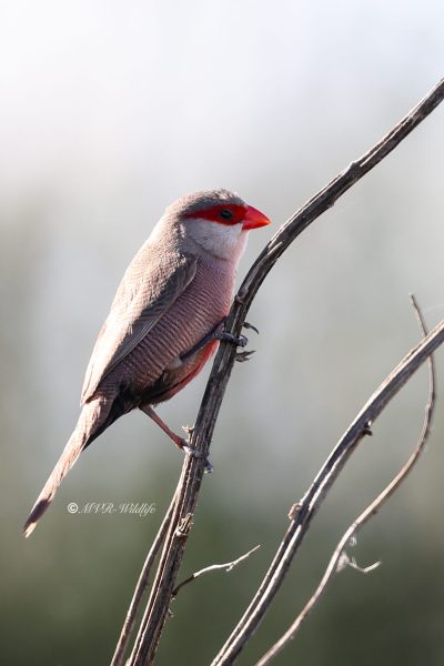 BR8A4026-Sint-Helenafazantje-Estrilda-astrild-Common-Waxbill-Wellenastrild-Bengali-a-bec-rouge-Estrilda-comun_1