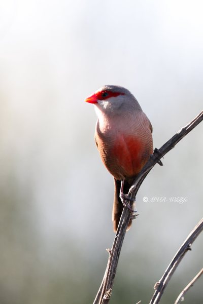 BR8A4032-Sint-Helenafazantje-Estrilda-astrild-Common-Waxbill-Wellenastrild-Bengali-a-bec-rouge-Estrilda-comun_1