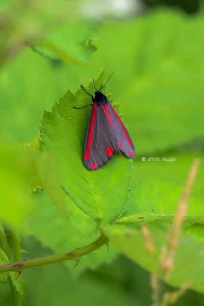 B65A4051-Sint-Jacobsvlinder-Tyria-Jacobaeae-The-Cinnabar-Blutbar-Jakobskrautbar-la-Goutte-de-sang-lEcaille-du-senecon_1