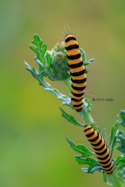 B65A4613-Sint-Jacobsvlinder-Tyria-Jacobaeae-The-Cinnabar-Blutbar-Jakobskrautbar-la-Goutte-de-sang-lEcaille-du-senecon_1