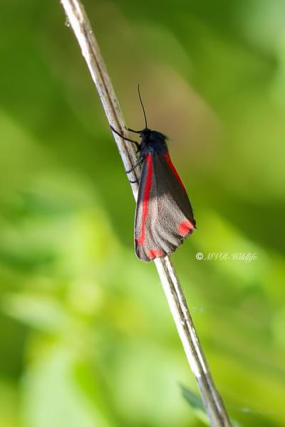B65A9665-Sint-Jacobsvlinder-Tyria-Jacobaeae-The-Cinnabar-Blutbar-Jakobskrautbar-la-Goutte-de-sang-lEcaille-du-senecon_1