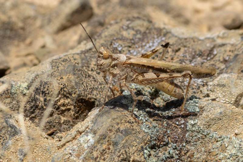 5X8A2656-Slank-stipschild-Acrotylus-patruelis-Slender-Burrowing-Grasshopper-Schlanke-Odlandschrecke-LOedipode-gracile_1