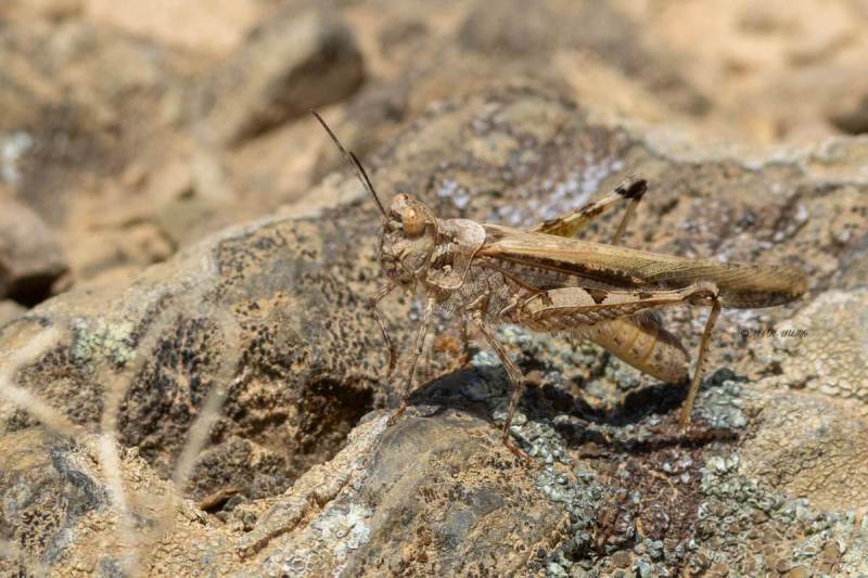 5X8A2658-Slank-stipschild-Acrotylus-patruelis-Slender-Burrowing-Grasshopper-Schlanke-Odlandschrecke-LOedipode-gracile_1