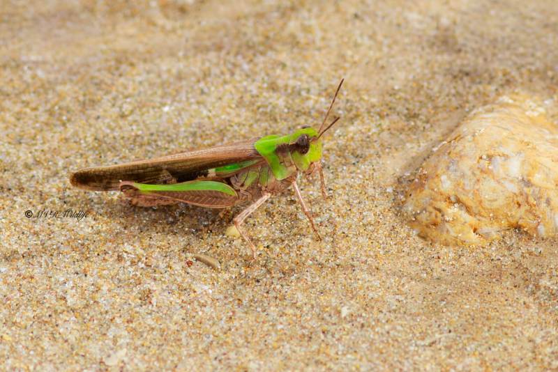 B65A6142-Slanke-Groenvleugel-Aiolopus-thalassinus-Slender-Green-winged-Grasshopper-Grune-Strandschrecke-LAiolope-emeraudine_1