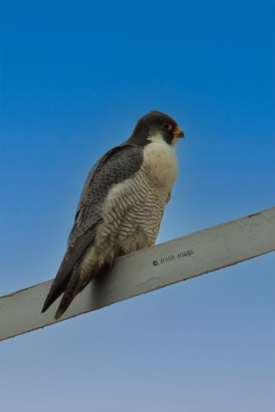 177A0172-Slechtvalk-Peregrine-Falcon-Wanderfalke-Faucon-pelerin-Halcon-peregrino-1_1