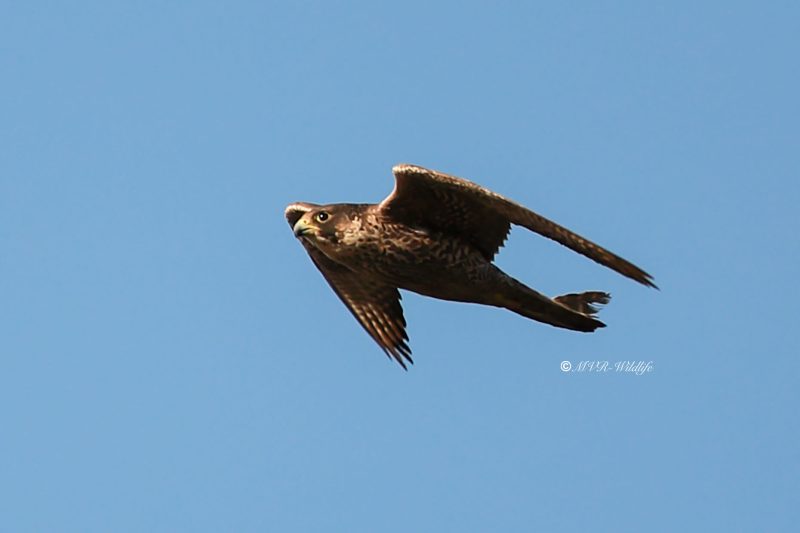 B65A6922-Slechtvalk-Peregrine-Falcon-Wanderfalke-Faucon-pelerin-Halcon-peregrino_1