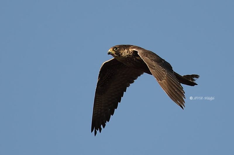 B65A6923-Slechtvalk-Peregrine-Falcon-Wanderfalke-Faucon-pelerin-Halcon-peregrino_1