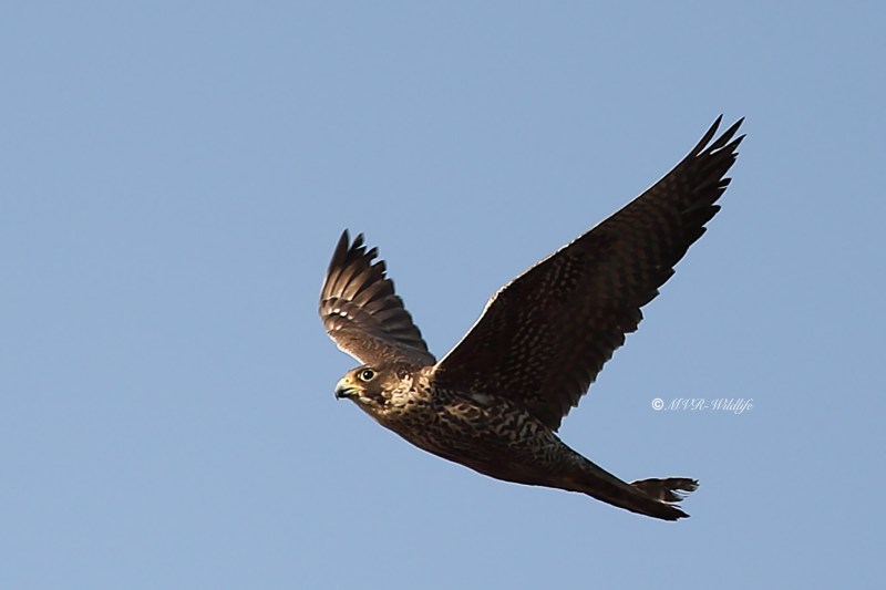 B65A6925-Slechtvalk-Peregrine-Falcon-Wanderfalke-Faucon-pelerin-Halcon-peregrino_1