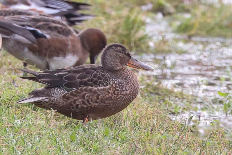BR8A7698-Slobeend-Spatula-clypeata-Northern-Shoveler-Loffelente-Canard-souchet-Cuchara-comun_1