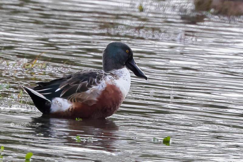 BR8A7701-Slobeend-Spatula-clypeata-Northern-Shoveler-Loffelente-Canard-souchet-Cuchara-comun_1
