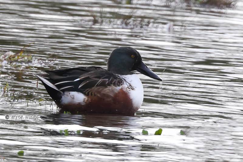 BR8A7704-Slobeend-Spatula-clypeata-Northern-Shoveler-Loffelente-Canard-souchet-Cuchara-comun_1