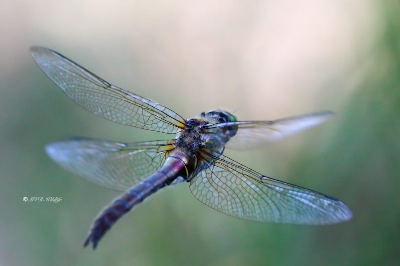 B65A2215-Smaragdlibel-Cordulia-Aenea-Downy-Emerald-Gemeine-Smaragdlibelle-Cordulie-bronzee_1
