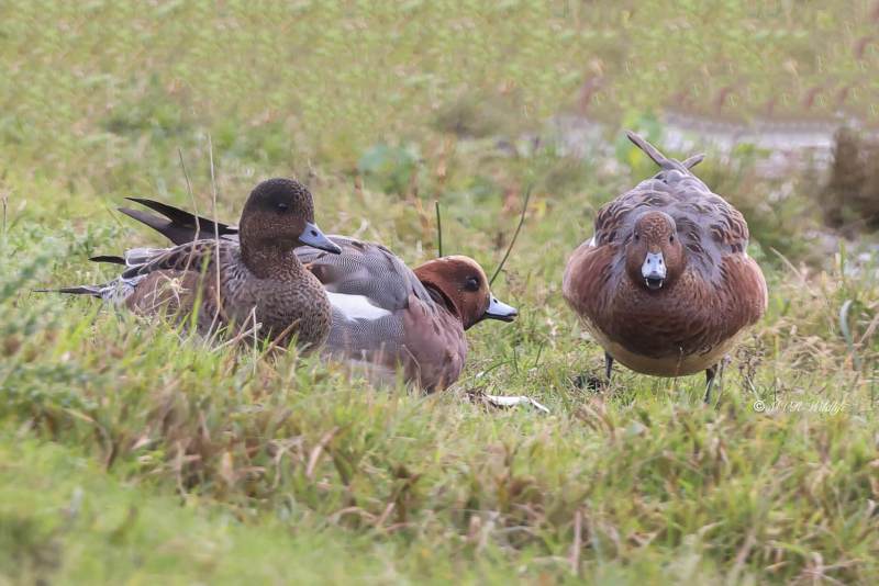 BR8A7688-Smient-Mareca-penelope-Eurasian-Wigeon-Pfeifente-Canard-siffleur-Silbon-europeo_1